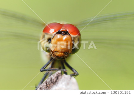 Natsuakane（女） 130501191