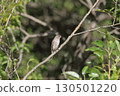 Siberian flycatcher in autumn 130501220
