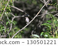 Siberian flycatcher in autumn 130501221