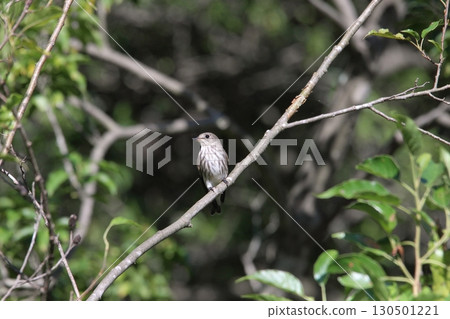 Siberian flycatcher in autumn 130501221