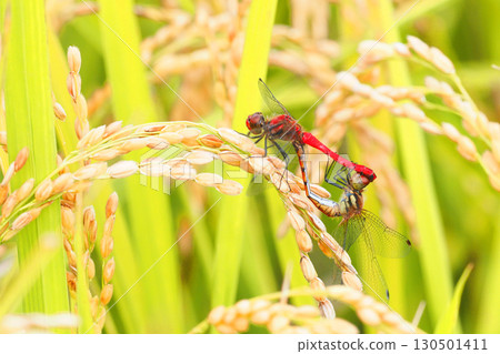 A mating summer robin resting on an ear of rice 130501411