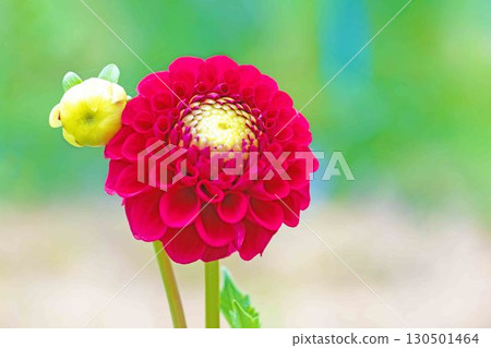 房屋周圍種滿了四季不同的花朵。大朵大朵的花朵在秋風中搖曳,為大麗花園增添了色彩。 房屋周圍種滿了四季不同的花朵。大朵大朵的花朵在秋風中搖曳,為大麗花園增添了色彩。 130501464