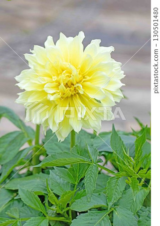The flowers around the house are of various seasons. Large flowers swaying in the autumn breeze add color to the dahlia garden. 130501480