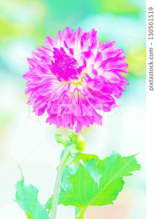 The flowers around the house are of various seasons. Large flowers swaying in the autumn breeze add color to the dahlia garden. 130501519