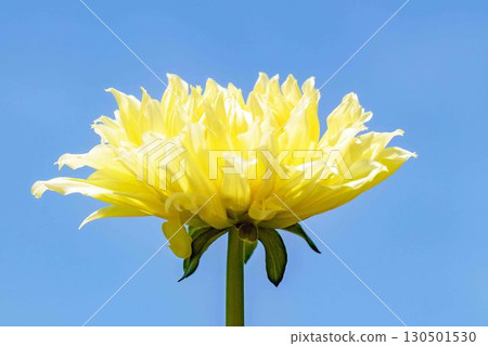 The flowers around the house are of various seasons. Large flowers swaying in the autumn breeze add color to the dahlia garden. 130501530