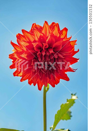 The flowers around the house are of various seasons. Large flowers swaying in the autumn breeze add color to the dahlia garden. 130501532