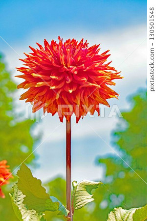 The flowers around the house are of various seasons. Large flowers swaying in the autumn breeze add color to the dahlia garden. 130501548