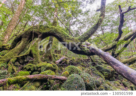 Yakushima National Park Silent Forest (Winter) Yakushima National Park Silent Forest (Winter) 130501599