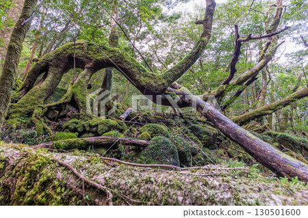 屋久島國立公園：神靈居住的寂靜森林（冬季） 130501600