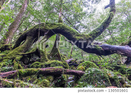 屋久島國立公園：神靈居住的寂靜森林（冬季） 130501601