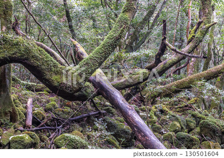 屋久島國立公園寂靜森林（冬季） 130501604