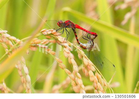 夏金棲息在稻穗上交配 130501606