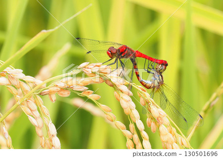 夏金棲息在稻穗上交配 夏金棲息在稻穗上交配 130501696