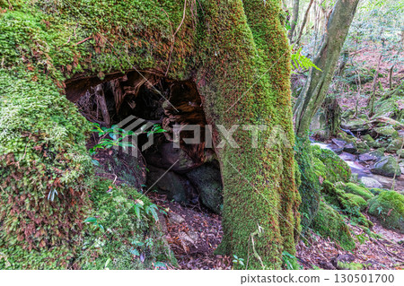 Yakushima National Park: Japan's most beautiful moss forest (winter) Yakushima National Park: Japan's most beautiful moss forest (winter) 130501700