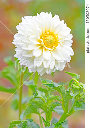 The flowers around the house are of various seasons. Large flowers swaying in the autumn breeze add color to the dahlia garden. The flowers around the house are of various seasons. Large flowers swaying in the autumn breeze add color to the dahlia garden. 130502074