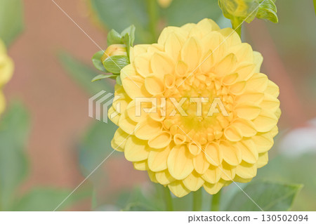 房屋周圍種滿了四季不同的花朵。大朵大朵的花朵在秋風中搖曳，為大麗花園增添了色彩。 130502094