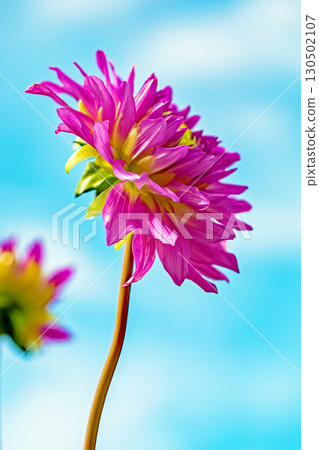 The flowers around the house are of various seasons. Large flowers swaying in the autumn breeze add color to the dahlia garden. 130502107