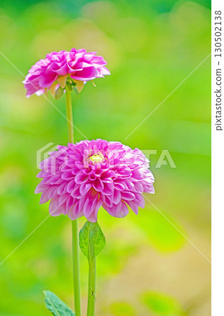 The flowers around the house are of various seasons. Large flowers swaying in the autumn breeze add color to the dahlia garden. 130502138