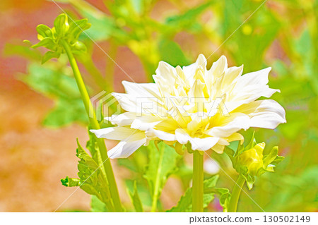 The flowers around the house are of various seasons. Large flowers swaying in the autumn breeze add color to the dahlia garden. 130502149