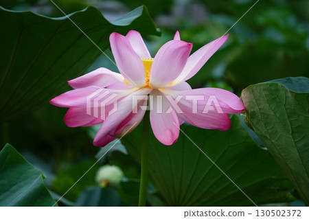 Lotus flowers blooming at Shomyoji Temple 130502372