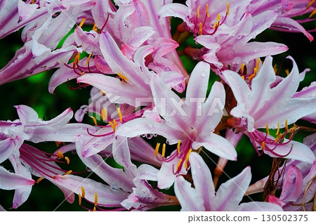 Amaryllis belladonna blooming at Shomyoji Temple 130502375