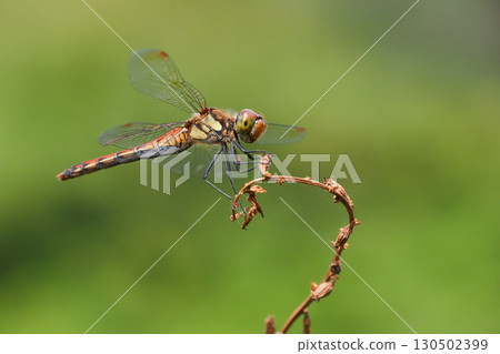 Akiakane（女） 130502399