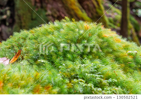 Cypress moss Yakushima National Park (winter) Cypress moss Yakushima National Park (winter) 130502521