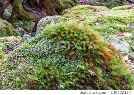 Cypress moss Yakushima National Park (winter) Cypress moss Yakushima National Park (winter) 130502523