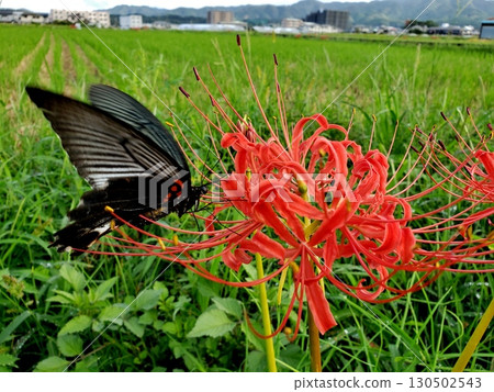 Cluster amaryllis and swallowtail butterfly 130502543