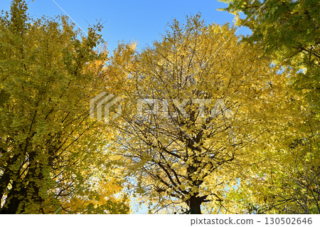 Ginkgo biloba 130502646