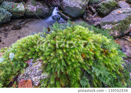 Cypress moss, Yakushima National Park (winter) Cypress moss, Yakushima National Park (winter) 130502836