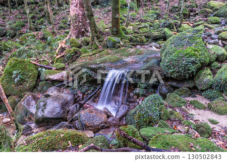 屋久島國立公園：神靈棲息的溪谷與雄偉的水流（冬季） 130502843