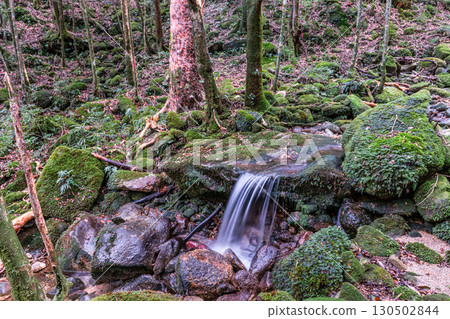 Yakushima National Park: A valley where the gods dwell and the magnificent flow of water (winter) 130502844