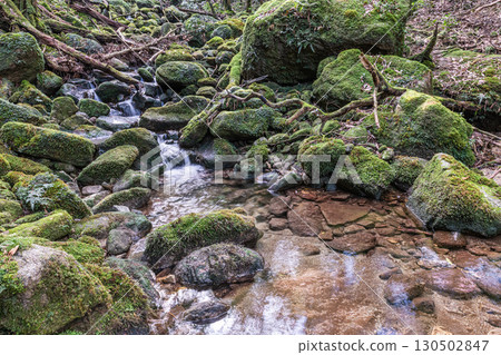 Yakushima Offshore Alpine Forest (Winter) - Mossy forests and streams where gods reside 130502847