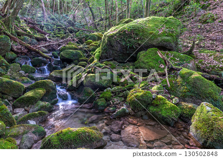 Yakushima National Park (Winter) - Japan's most beautiful moss forests and valleys 130502848