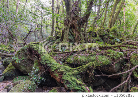 Yakushima National Park: Japan's most beautiful moss forest (winter) Yakushima National Park: Japan's most beautiful moss forest (winter) 130502853