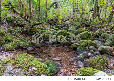 屋久島國立公園：日本最美的青苔溪流（冬季） 130502855