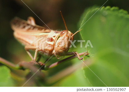 Ground strawberry 130502907