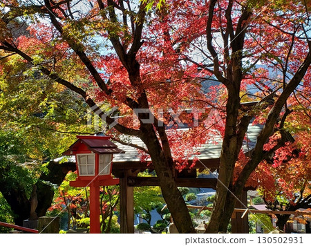 明石寺、元光山、篠栗町的秋葉 130502931