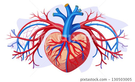 This detailed 3D illustration of the circulatory system, rendered with precision and clarity, provides both scientific accuracy and visual appeal, making it an ideal resource for medical students, ed 130503005
