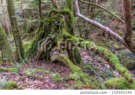 Yakusugi stump, Yakushima National Park (winter) Yakusugi stump, Yakushima National Park (winter) 130503144