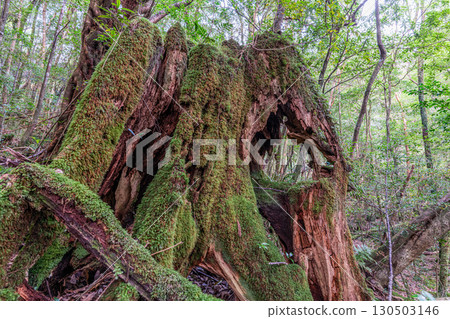屋久島國立公園屋久杉樹樁(冬季) 屋久島國立公園屋久杉樹樁(冬季) 130503146