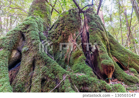屋久島國立公園屋久杉樹樁（冬季） 130503147