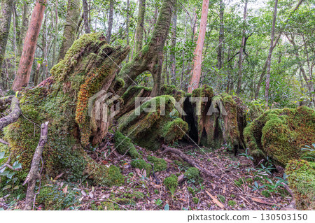 Yakusugi stump, Yakushima National Park (winter) 130503150