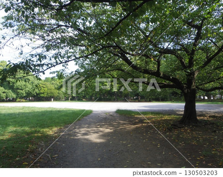 一個充滿綠色植物的公園 130503203