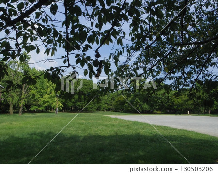 A park full of greenery A park full of greenery 130503206