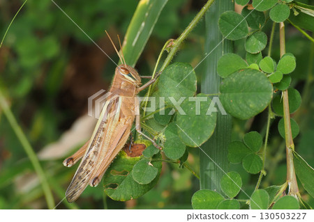 Ground strawberry Ground strawberry 130503227