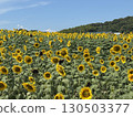 Sunflower field in full bloom 130503377