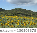 Sunflower field in full bloom 130503378