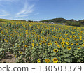 Sunflower field in full bloom 130503379